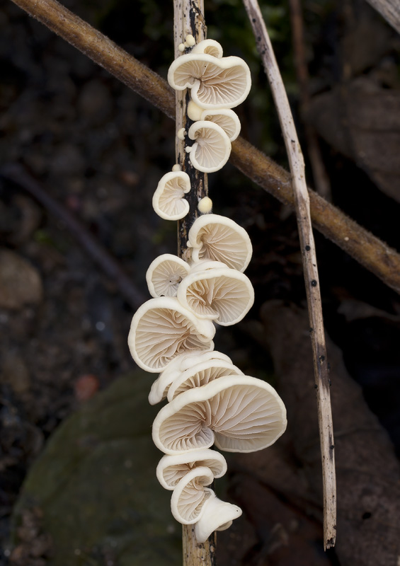 Crepidotus luteolus